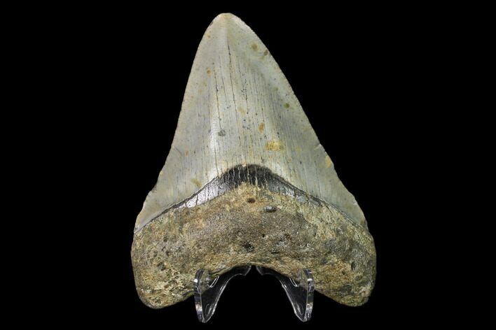 Fossil Megalodon Tooth - North Carolina #149392